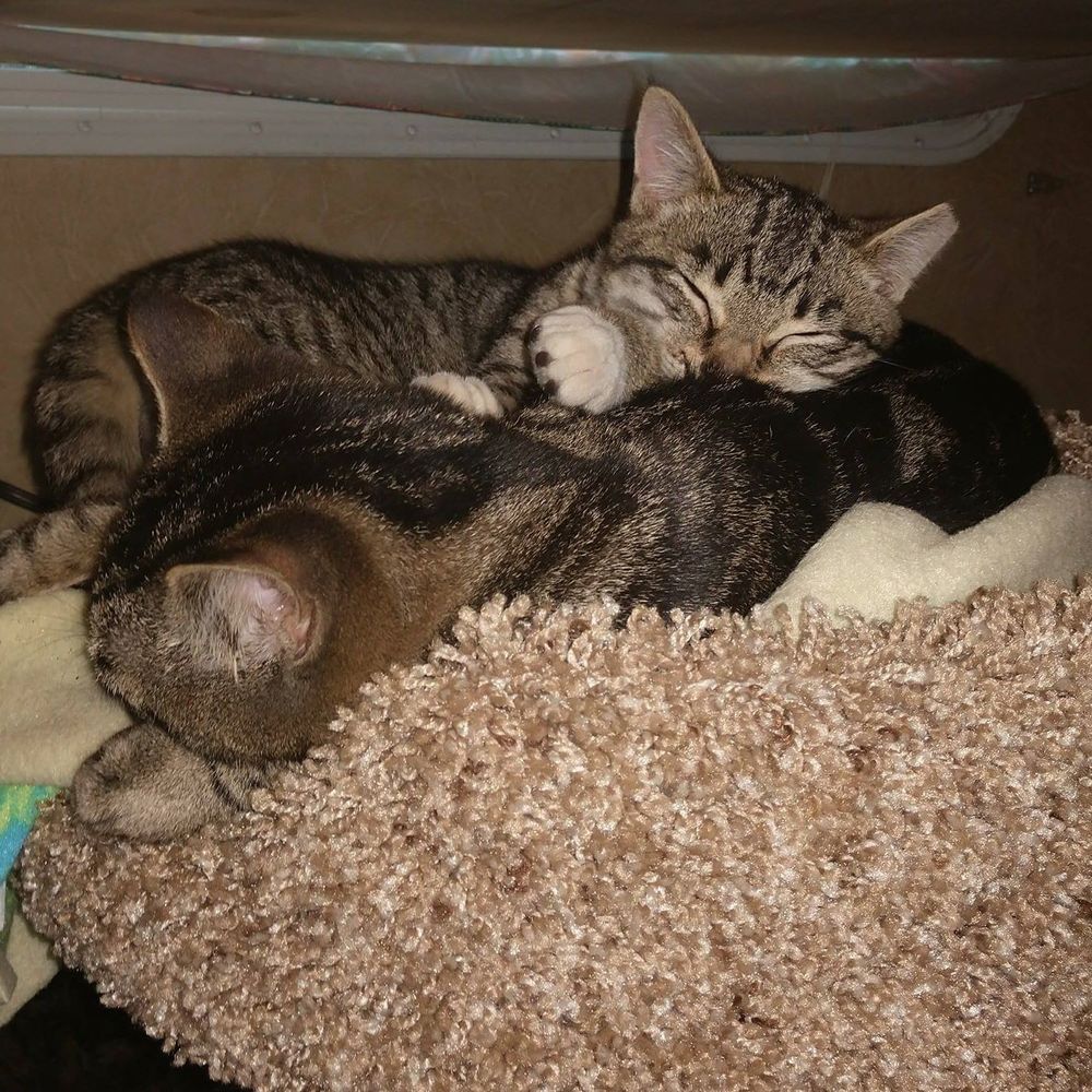 Meet your Posher, Erin